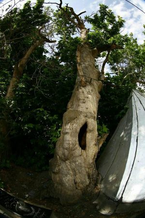 مومج دماوند