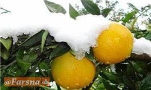 خسارت به مرکبات شمال کشور