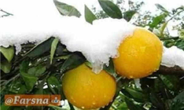 خسارت به مرکبات شمال کشور