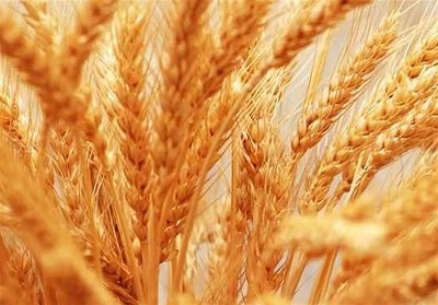 خرید مستقیم دولت