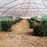 ماده مخدر گل دماوند