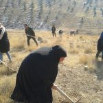 برنامه جنگلانه شهرستان دماوند