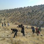 برنامه جنگلانه شهرستان دماوند