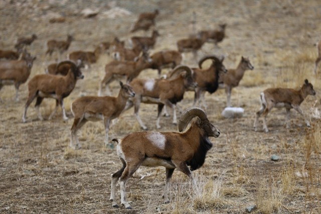 حیات وحش تهران