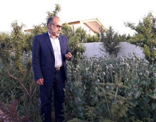 خشخاش دماوند
