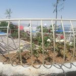 چنار شرق