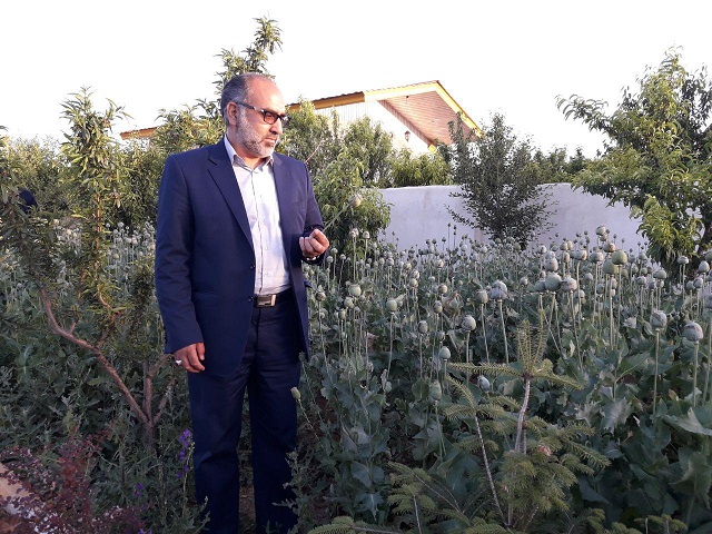 خشخاش دماوند