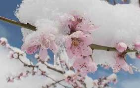 سرمازدگی میوه