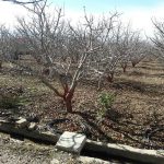 تولید کننده محصولات کشاورزی سالم در دماوند