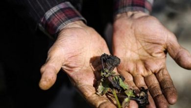 پرداخت خسارت سرمازدگی باغداران دماوند
