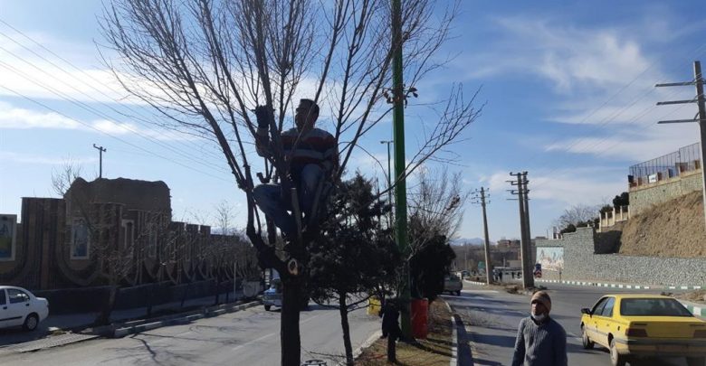 هرس زمستانه درختان شهر دماوند