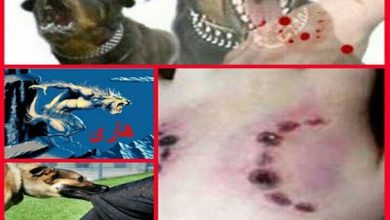 جولان بی‌شمار سگ‌های ولگرد در دماوند