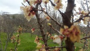 خسارت سرمازدگی بهاره به باغات محصولات میوه در شهرستان دماوند (1)