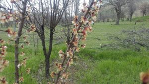 خسارت سرمازدگی بهاره به باغات محصولات میوه در شهرستان دماوند (1)