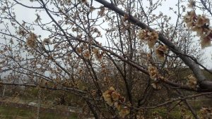 خسارت سرمازدگی بهاره به باغات محصولات میوه در شهرستان دماوند (1)