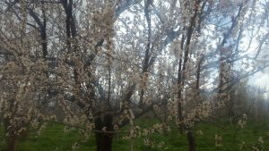 خسارت سرمازدگی بهاره به باغات محصولات میوه در شهرستان دماوند (1)