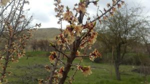 خسارت سرمازدگی بهاره به باغات محصولات میوه در شهرستان دماوند (1)
