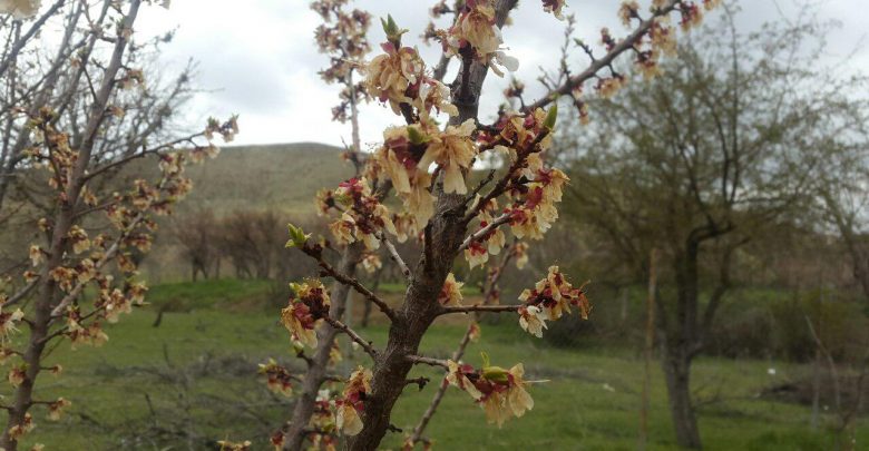 خسارت سرمازدگی بهاره به باغات محصولات میوه در شهرستان دماوند (1)
