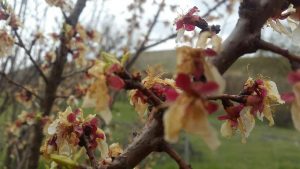 خسارت سرمازدگی بهاره به باغات محصولات میوه در شهرستان دماوند (1)