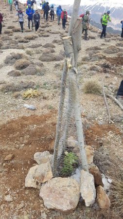 کاشت ۲۰ اصله نهال اَرس بر فراز قله تلکمر توسط کوهنوردان دماوند (1)
