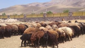 بازدید کارگروه رونق تولید دماوند از مجتمع دامداری جوزدار در هومند وادان