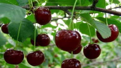 پیش‌بینی برداشت 1937 تن گیلاس و آلبالو از باغات دماوند