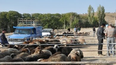 9 جایگاه عرضه دام در دماوند و پردیس به مناسبت عید قربان مستقر می‌شود