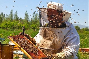 ۳۲۹ زنبوردار دماوندی برداشت عسل از کلنی‌ها را آغاز کردند