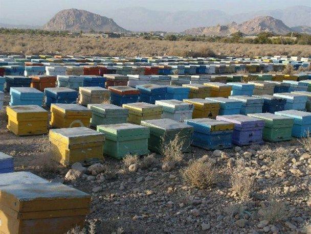 طرح سرشماری سالانه زنبور عسل در دماوند