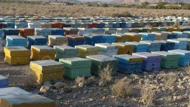 طرح سرشماری سالانه زنبور عسل در دماوند