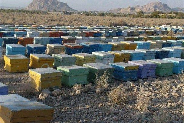 طرح سرشماری سالانه زنبور عسل در دماوند